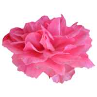 rozen bloem element png