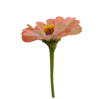 zinnia blomma skära ut transparent png