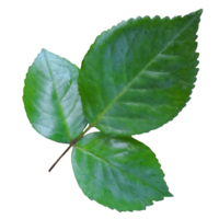 rose leaves transparent png