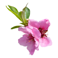 pink nectarine flower png