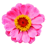 pink zinnia flower cutout png