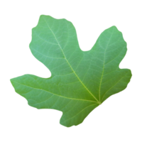 Fig leaf cut out png