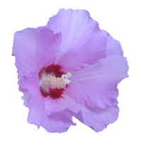 lila hibicus blomma png