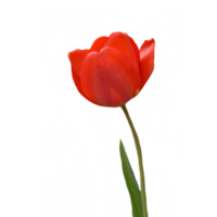 Tulpe Blume transparent Hintergrund png