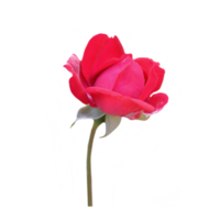 Red rose flower cutout png