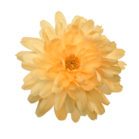 yellow gerbera flower cut out png