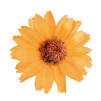 Orange fleur png