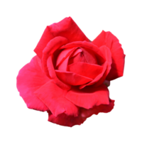 rood roze bloem png