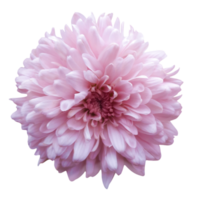 rosa gerbera blomma png