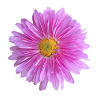 Rosa Gerbera-Blume png