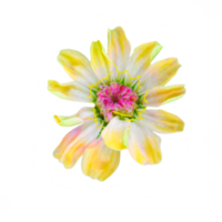 zinnia flor cortar fuera transparente png