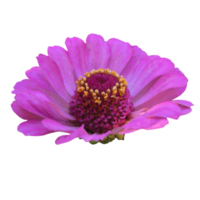 Zinnia flower transparent png