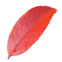 autunm hoja transparente png