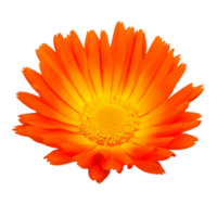 orange daisy cut out png