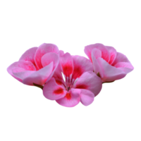 Geranium flower cutout png