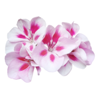 rosa geranium blomma Skära ut png