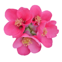 quince flower png