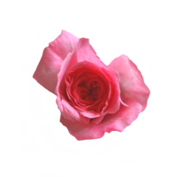rosado Rosa separar png