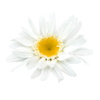 flor blanca png