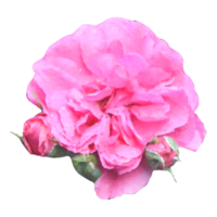 Rosen Blume Element png