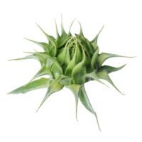 flor de girassol transparente png