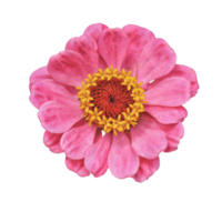 zínia flor transparente png