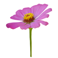 zinnia flor cortar fuera transparente png