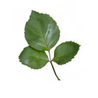 rose leaves transparent png