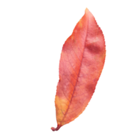 Autunm leaf transparent background png