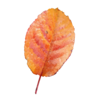 autunm feuille transparent png