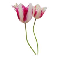 rosa tulipano tagliare su png