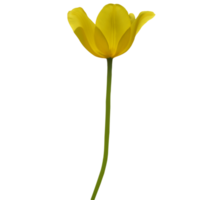 Gelb Tulpe Schnitt aus png