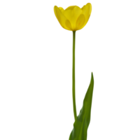 amarillo tulipán cortar fuera png