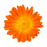 orange daisy cut out png