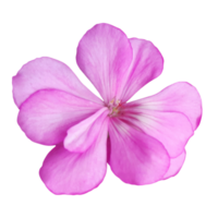 rosado geranio flor separar png