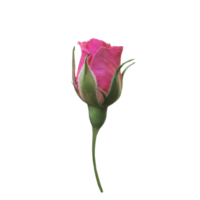 Rosa rosa Cortar fora png