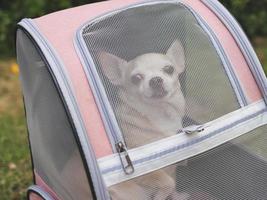 brown short hair chihuahua dog sitting in closed pet carrier backpack, looking at camera. photo