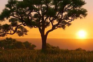 silueta de acacia arboles a un dramático puesta de sol en África. foto