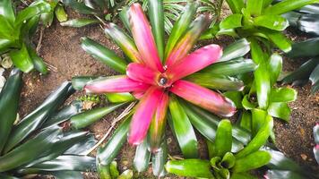 neoregelia Carolina, un verde cuando el centrar torneado rojo sus acerca de a flor, en el bosque piso coleccionar agua dentro el centrar taza. foto