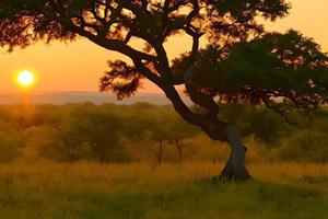 silueta de acacia arboles a un dramático puesta de sol en África. foto