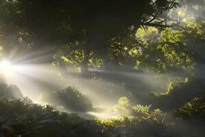 Fantasy fairytale enchanted magical forest in the morning light through the branch. photo