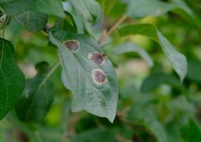 Apple tree branch with green leaves affected by a fungal disease rust. Deficiency or excess of elements and microelements of plant nutrition, disease. Rust spots of fungal disease on an apple tree. photo