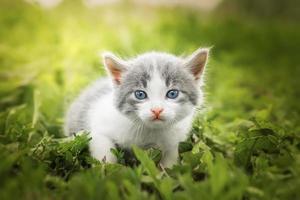 pequeño lindo gatito gris esponjoso al aire libre. Primeros pasos del gatito. foto