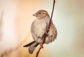 closeup of a House sparrow standing on a tree photo