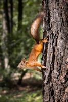 Red squirrel sits in the grass.. photo