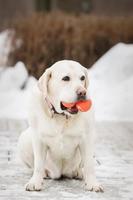 Labrador divertido y juegos al aire libre durante soleado invierno día