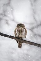 Owl in winter forest on stump. Pygmy small bird via snowfall. Small owl in natural habitat. Glaucidium passerinum photo