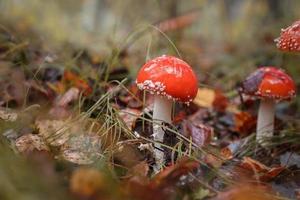 amanita muscari, agárico de mosca hermoso hongo tóxico alucinógeno pelirrojo foto