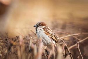 closeup of a House sparrow standing on a tree photo