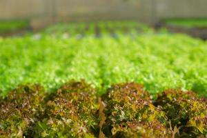 creciente rojo y verde lechuga o orgánico ensalada vegetal con hidropónico sistemas en el invernadero por controlador agua y fertilizante utilizando un pequeño tubo sin suelo para plantando, digital inteligente granja. foto